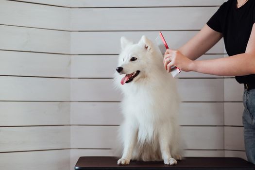 Snow-white dog Japanese Spitz breed is being prepared for exhibition, the process of combing the dog in pet house