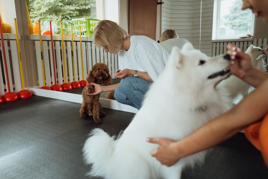 Brown Poodle and snow-white Japanese Spitz training together in pet house with dog trainer