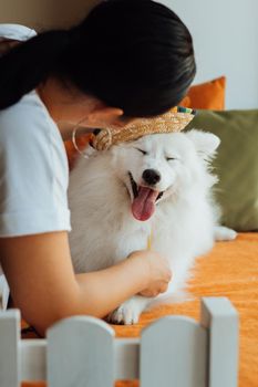 Snow-white dog breed Japanese spitz with sombrero smiling, woman preparing pet for photography