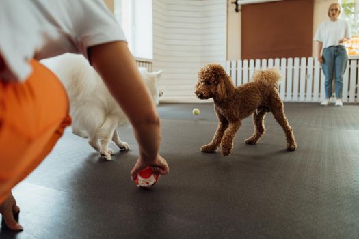 Brown Poodle and snow-white Japanese Spitz training together in pet house with dog trainer