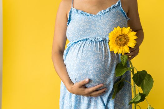 Motherhood, motherhood, femininity, hot summer, nature, people - croped portrait pregnant unrecognizable woman in floral blue dress hold big fresh live sunflower flower near belly on yellow background.