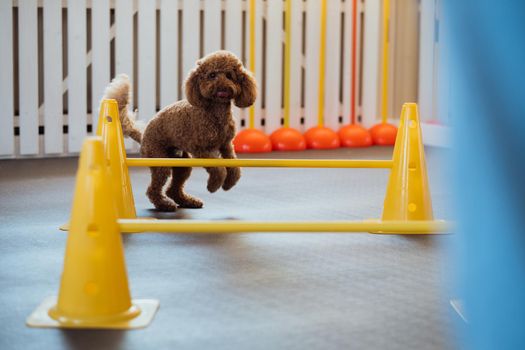 Brown Poodle training in pet house with dog trainer