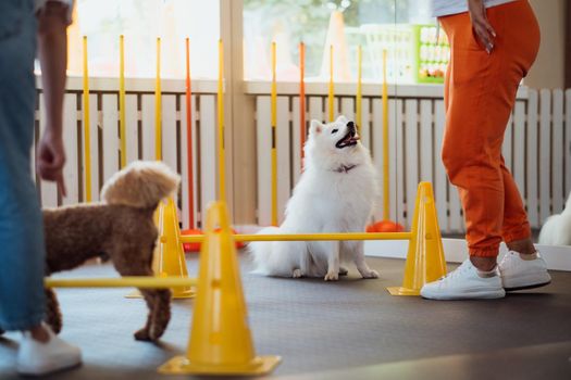 Brown Poodle and snow-white Japanese Spitz training together in pet house with dog trainer