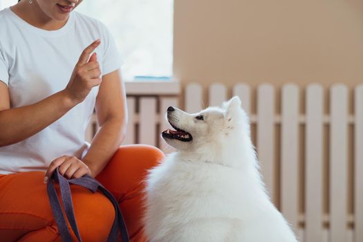 Snow-white dog Japanese Spitz training in pet house with trainer