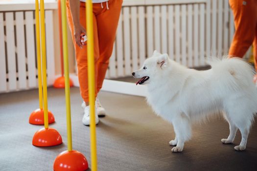 Snow-white dog Japanese Spitz training in pet house with trainer