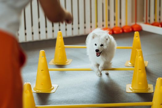 Snow-white dog Japanese Spitz training in pet house with trainer