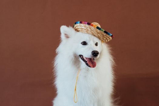 Dog breed Japanese spitz with sombrero posing for photography