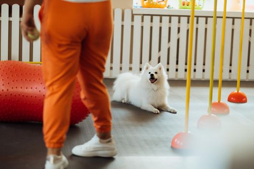 Snow-white dog Japanese Spitz training in pet house with trainer