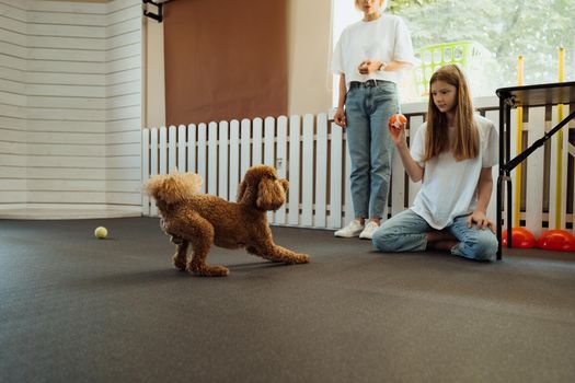 Brown Poodle training in pet house with dog trainer