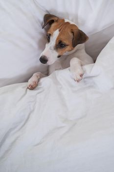 Jack Russell Terrier dog lies in bed under the covers. The pet sleeps in the bedroom
