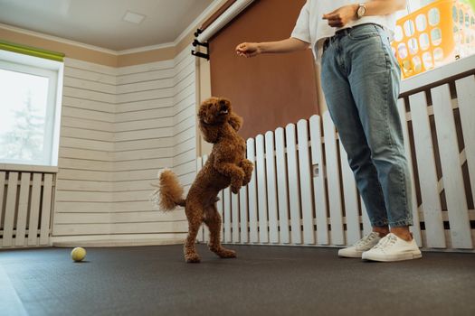 Brown Poodle training in pet house with dog trainer