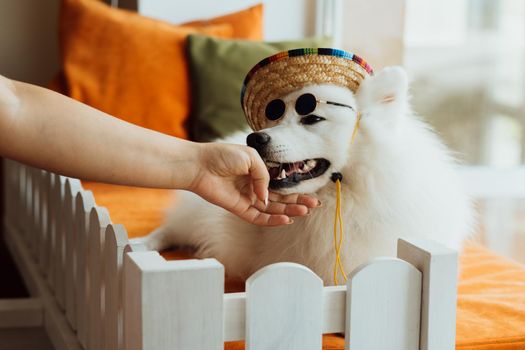 Dog breed Japanese spitz with sunglasses and sombrero posing for photography