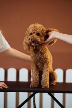 Brown Poodle in pet house with dog trainer