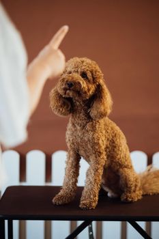 Brown Poodle in pet house with dog trainer