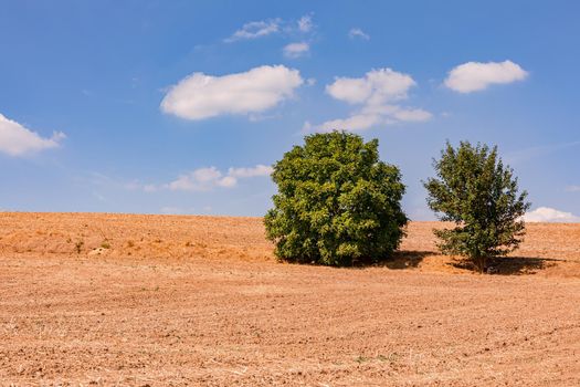 A harvested field dried by drought with two trees in the hot summer sun against blue sky