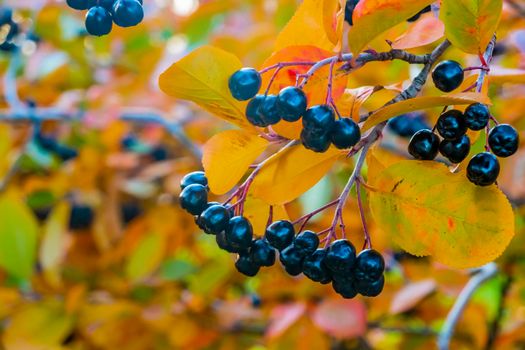 bright autumn background leaves and fruits of chokeberry Bush. High quality photo