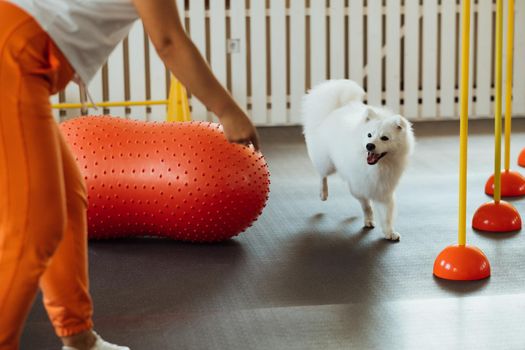 Snow-white dog Japanese Spitz training in pet house with trainer