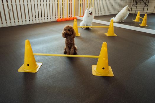 Little brown Poodle and snow-white Japanese Spitz training together in pet house