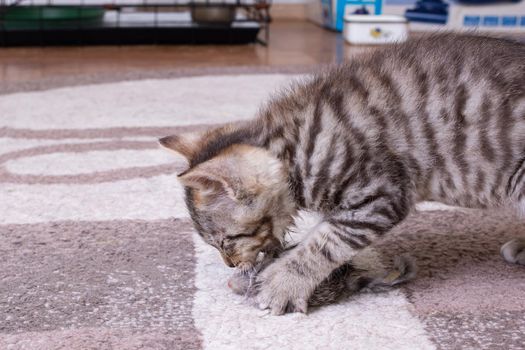 Little Grey Kitten Playing with Toy Mouse close up