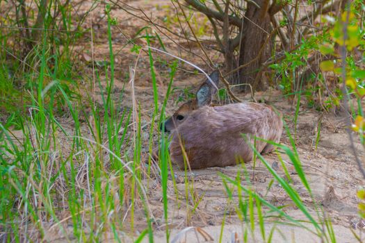 roe deer lies in the grass in the middle of the forest. High quality photo