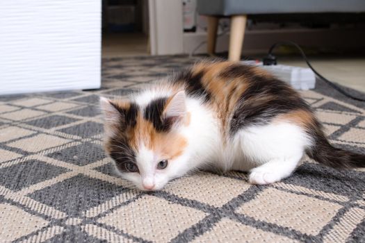 A small tri-colored kitten sits on the floor close up