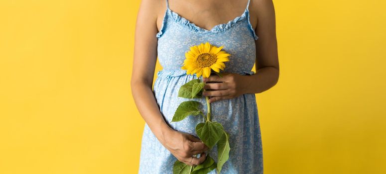 Motherhood, femininity, hot summer, nature, people - bannerportrait pregnant unrecognizable woman in floral blue dress hold big fresh live sunflower flower near belly on yellow background copy space.