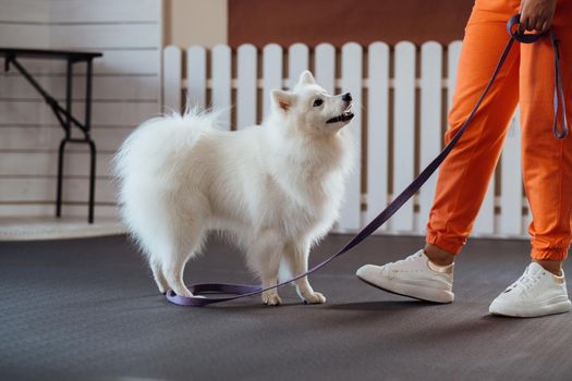 Snow-white dog Japanese Spitz breed is training in the pet house