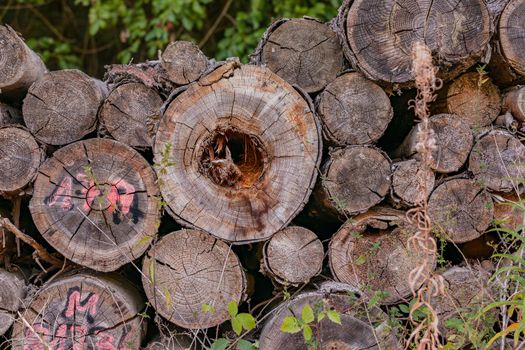 The distinctive grain of felled tree trunks with wooden rings