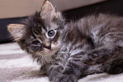 Small gray kitten with sore eyes close up