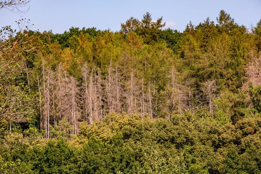 Forest dieback with diseased trees in forest in Germany