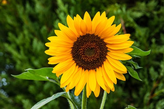 Close up of a sunflower in summer in the sun in front of green dominantly cropped