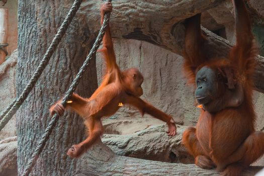 Baby Orangutan And Her Parent Playing Together. High quality photo