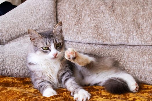Gray fluffy cat washing its paw close up