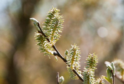 Blossoming willow buds in close-up with shallow depth of field.