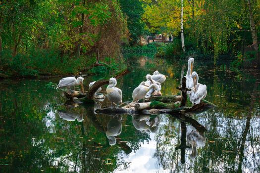 Pelicans Are Resting On A Tree Branch In The Water. High quality photo