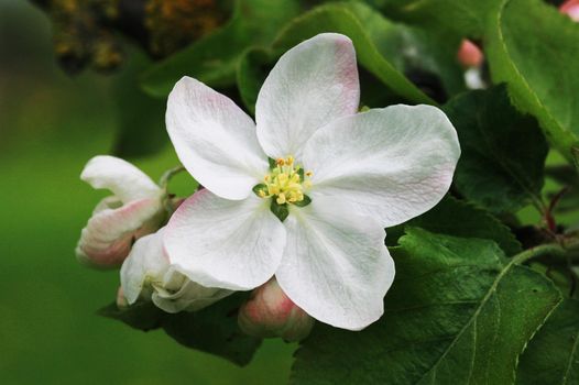 White flower of a blooming apple tree in close-up.