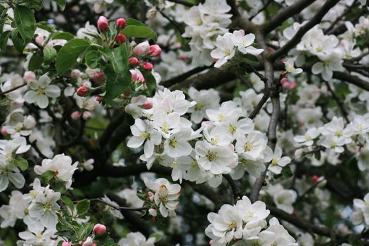 Fruit tree flowers in spring. Branches of blossoming apple tree.