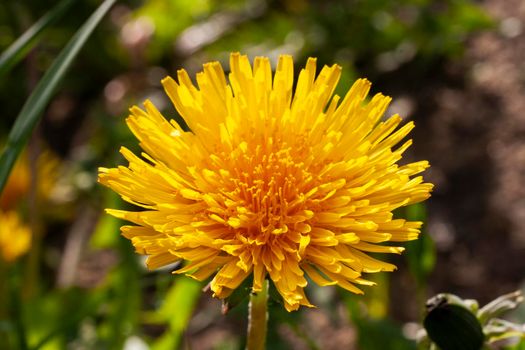 Yellow blooming dandelion flower. Blooming yellow dandelion in green grass.