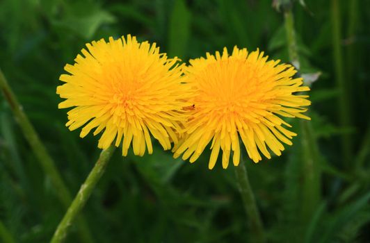 Two yellow blooming dandelions in green grass.