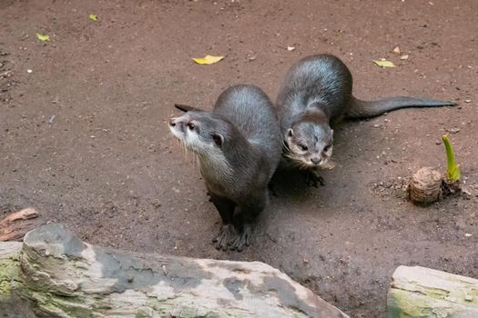 A Pair Of River Otters - Sand Background. High quality photo