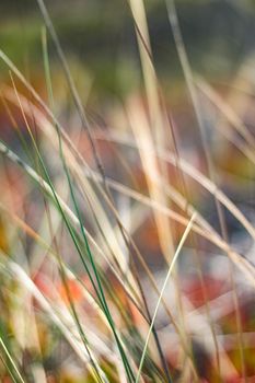 Beauty in nature, balanced lifestyle, environmental concept - Rustic spring field