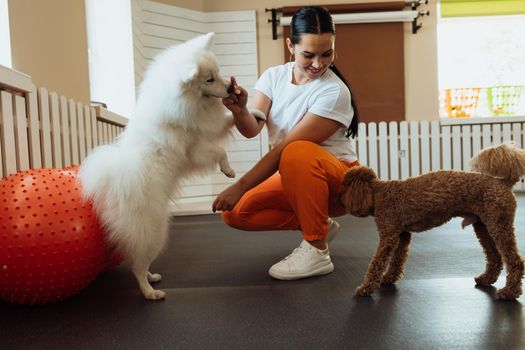 Brown Poodle and snow-white Japanese Spitz training together in pet house with dog trainer