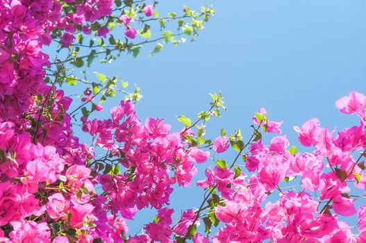 Pink flowers and blue sunny sky - floral background, spring holidays and womens day concept. Living life in bloom