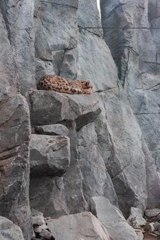 White Jaguar Resting Top of Rock In The Zoo. High quality photo