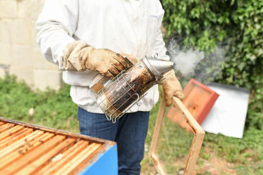 Beekeeper smoking bees with bee smoker on the apiary.