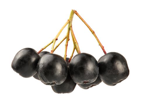 Aronia (Chokeberry) fruits with stems, isolated on white background.