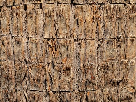 Close up of banana tree bark. Abstract tropical texture.