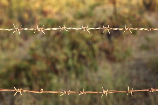 Two lines of old dry rusty barbed wire with some spider silks, blurred green bushes/forest in background.