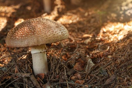 Blusher (Amanita rubescens) in dry moss, sun shining a little, in forest shade.