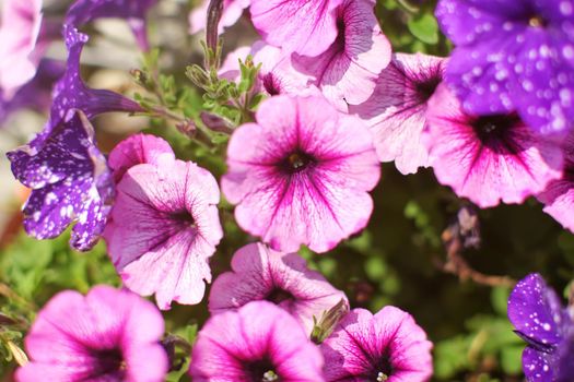 Pink and violet flowers blooming in spring. Shallow depth of field, only centre of flower in focus, abstract flowery background.